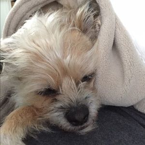 Meet your Posher, Molly