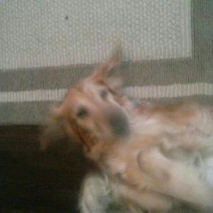 Meet your Posher, Dakota