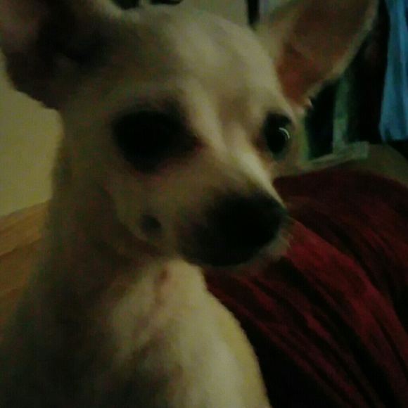 Meet your Posher, Victoria - Picture 1 of 1