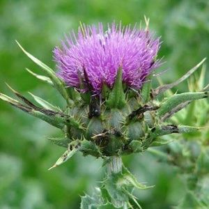 Meet your Posher, Carla