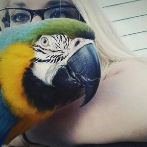 Meet your Posher, Morgana