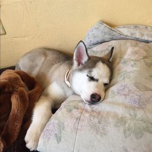 Meet your Posher, Dewey