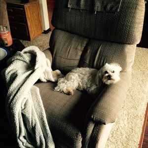 Meet your Posher, Abby