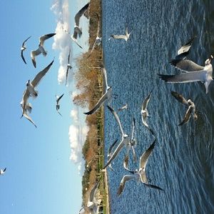 Meet your Posher, Martha