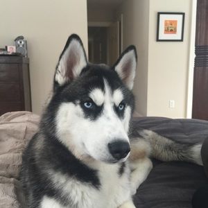 Meet your Posher, Alison