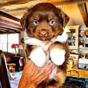 Meet your Posher, Shelby