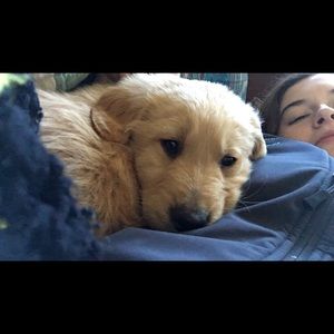 Meet your Posher, Sammi