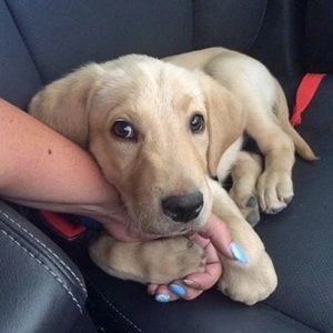 Meet your Posher, Libby