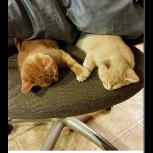 Meet your Posher, Raissely