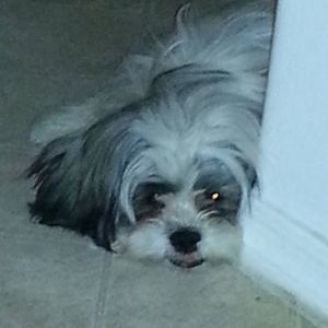 Meet your Posher, Jerri