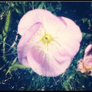 Meet your Posher, Madad