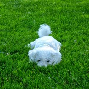 Meet your Posher, Suzanne