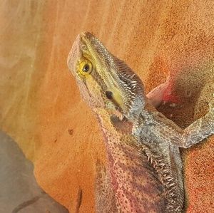 Meet your Posher, Frank