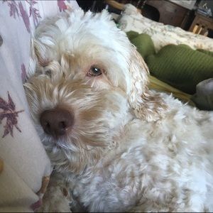 Meet your Posher, Sophia