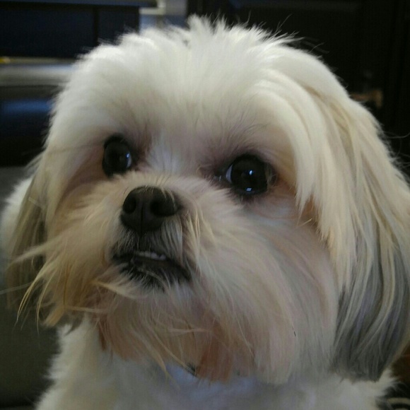 Meet your Posher, Sheryl