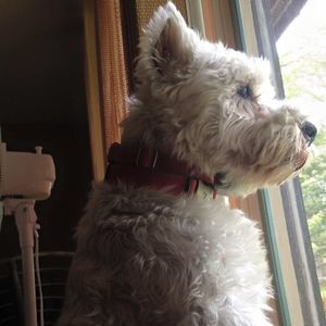 Meet your Posher, Dawn