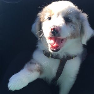 Meet your Posher, Raven