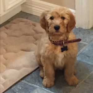 Meet your Posher, Mel