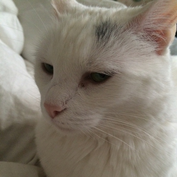 Meet your Posher, E - Picture 3 of 3