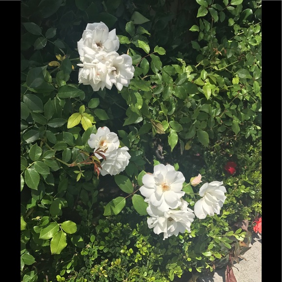 Meet your Posher, Ofe - Picture 3 of 3