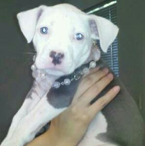 Meet your Posher, Angelina