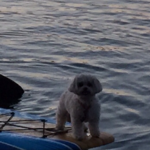 Meet your Posher, Paige