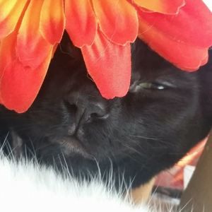 Meet your Posher, Corey