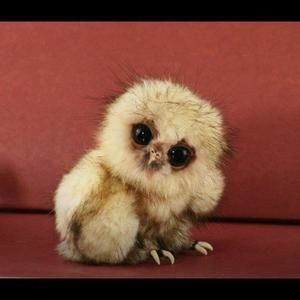 Meet your Posher, Jeri