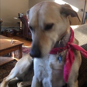 Meet your Posher, Leslie