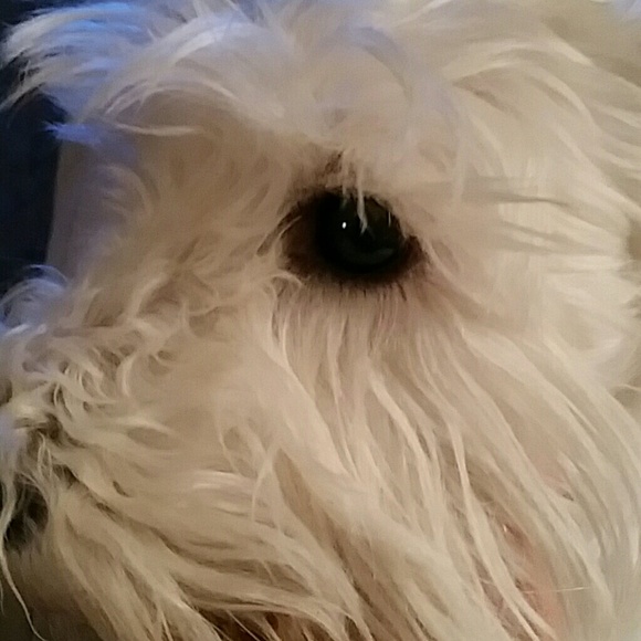 Meet your Posher, Alison - Picture 1 of 1