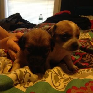 Meet your Posher, Tyler