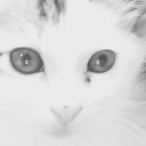 Meet your Posher, Abigaille