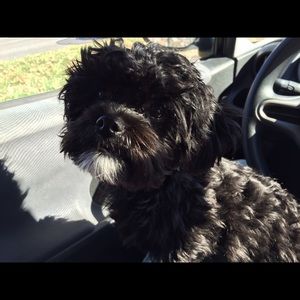 Meet your Posher, Abigail