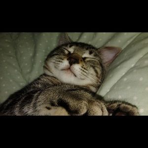 Meet your Posher, Ping