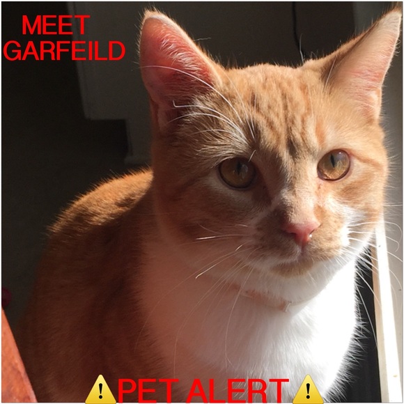 ⚠️‼️PET ALERT‼️⚠️