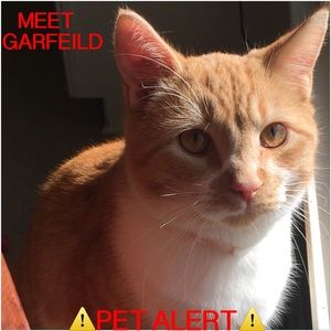 ⚠️‼️PET ALERT‼️⚠️