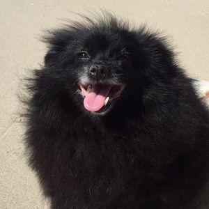 Meet your Posher, Tara