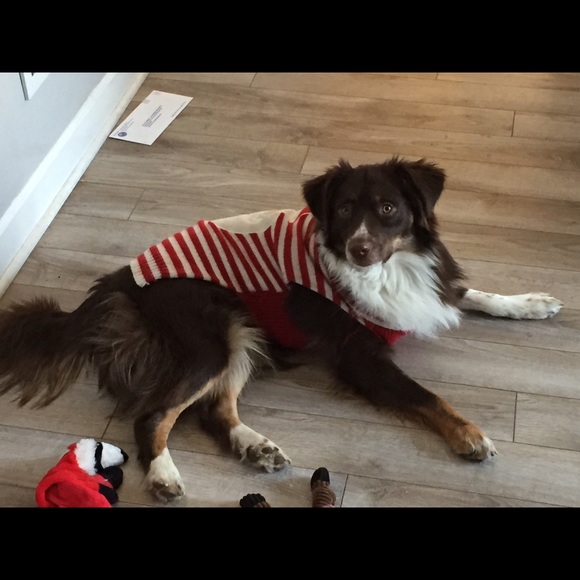 Meet your Posher, Pearl - Picture 1 of 1