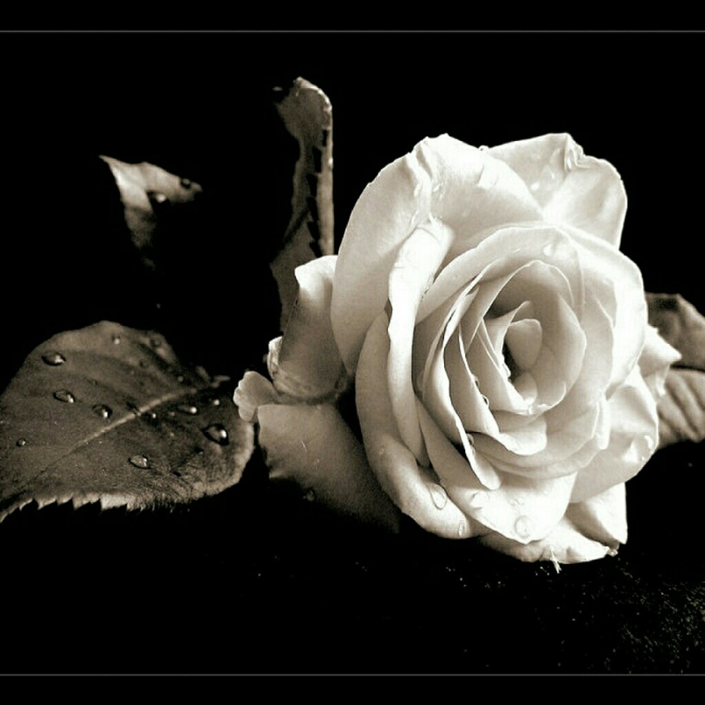 Meet your Posher, Kathie