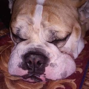 Meet your Posher, Audrey