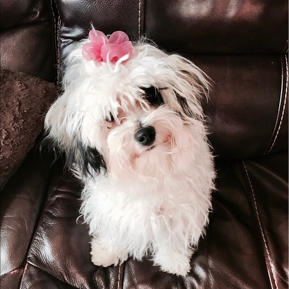 Meet your Posher, Tori - Picture 2 of 8