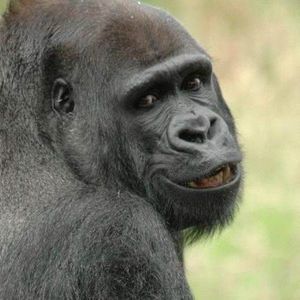 Meet your Posher, Felipe