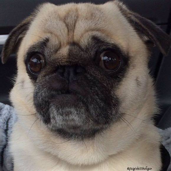 Meet your Posher, Devin