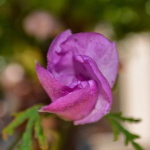 Meet your Posher, Katy