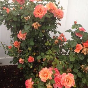 Meet your Posher, Jinling