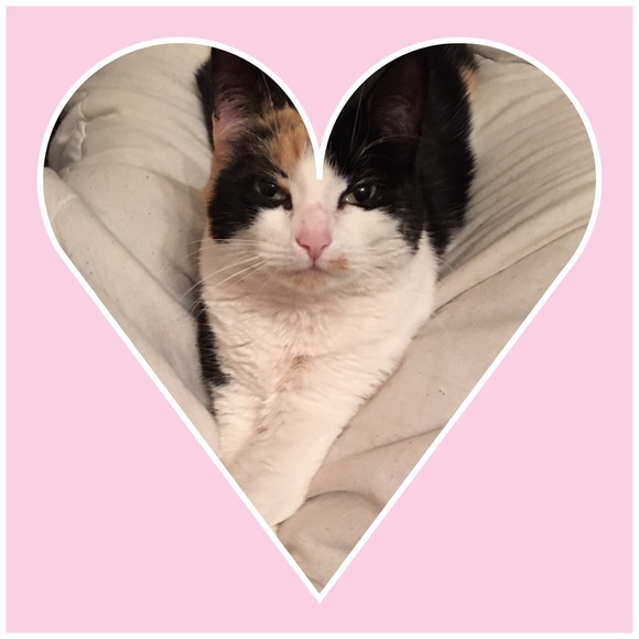 Meet your Posher, Caitlin - Picture 2 of 4