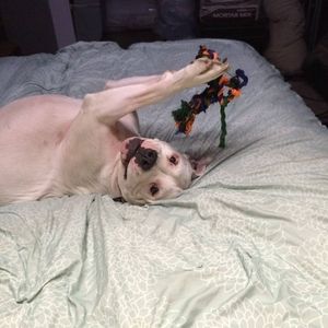 Meet your Posher, Deana