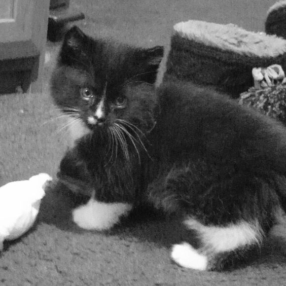 Meet your Posher, Shawna