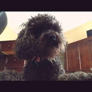 Meet your Posher, Lilly