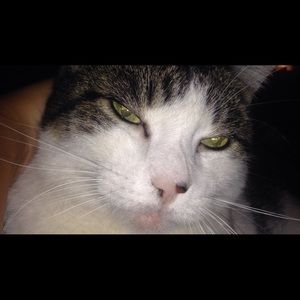 Meet your Posher, Sam